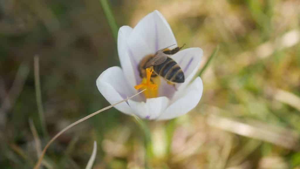Frühlingsblumen Krokus weiß Beinenweide