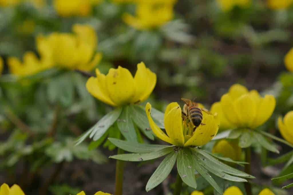 Frühlingsblumen winterblume bienenweide