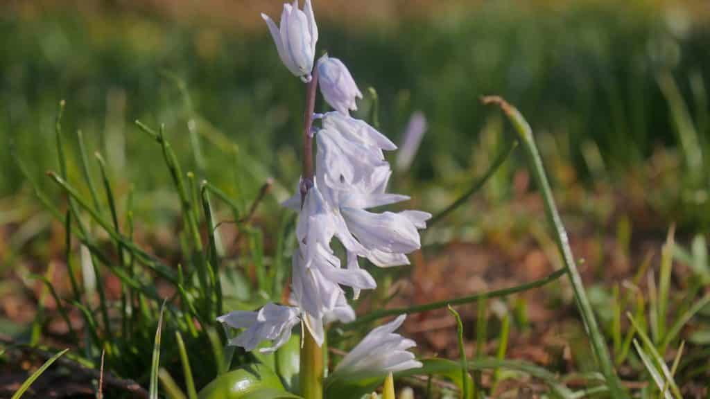 Frühlingsblumen Bienenweide weiße Blüten