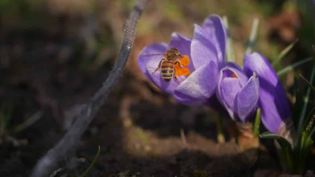 Frühlingsblumen Bienenweide Frühblüher