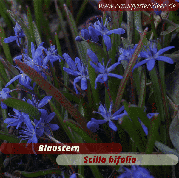 Scilla bifolia zweiblättriger Blaustern eine der ersten Frühlingsblume
