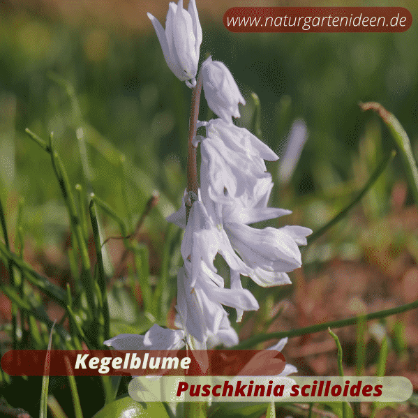 Kegelblume (puschkinia scilloides) Frühlingsblumen für den bienenfreundlichen Naturgarten
