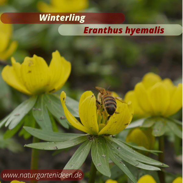 Winterling Eranthus hyemalis