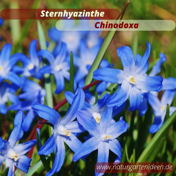 Sternhyazinthe (Chinodoxa) Frühlingsblumen