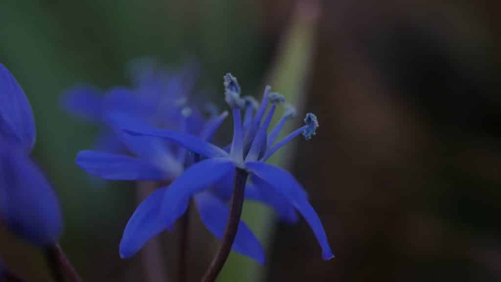 Frühlingsblumen Bienenweide Bienenpflanze frühblüher