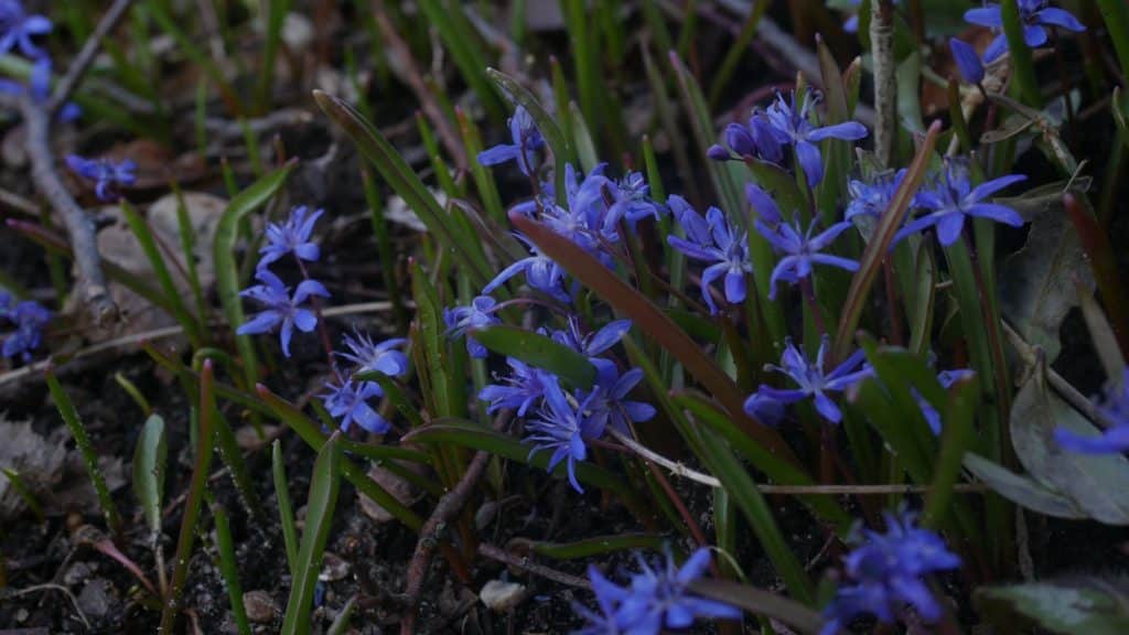 Frühlingsblumen Bienenweide blaue Blüte