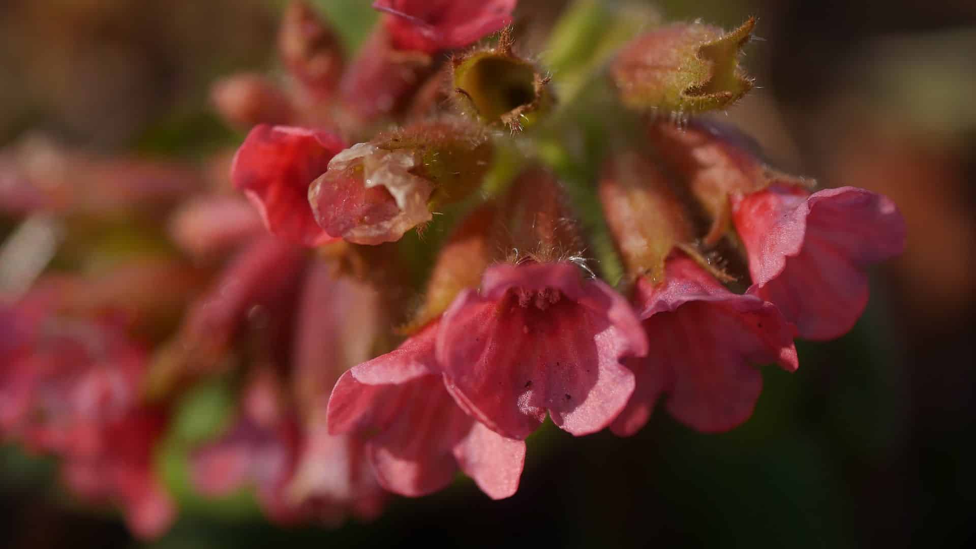 Frühlingsblume Bienenweide