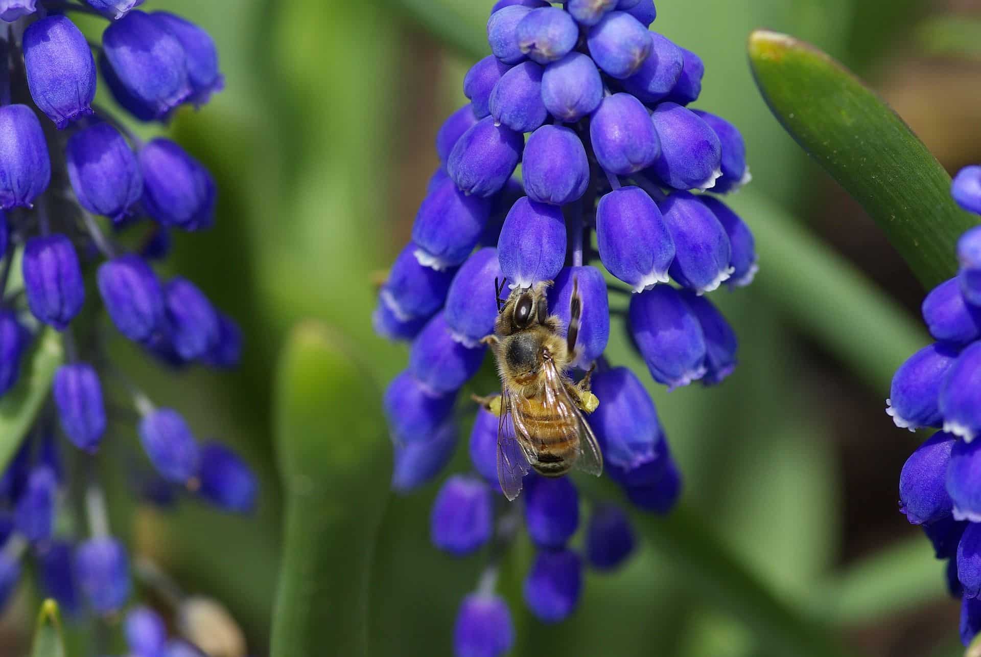 Frühlingsblumen pflanzen Bienenweide