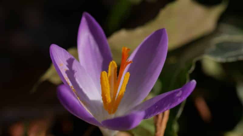 Frühlingsblumen Bienenweide elfen krokus