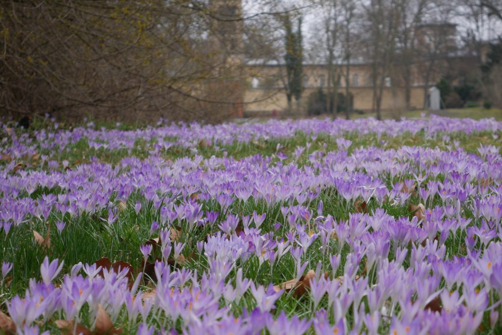 Elfenkrokusse als Frühlingsblumen und Bienenweise im zeitigen Frühjahr