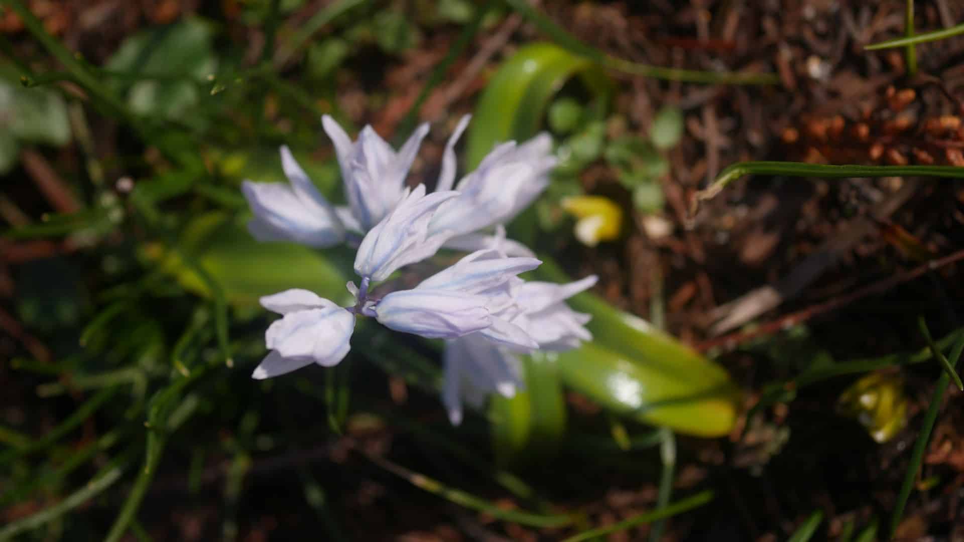 Frühlingsblume frühblüher Bienenweide