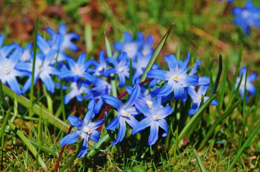 Frühlingsblumen Bienenweide