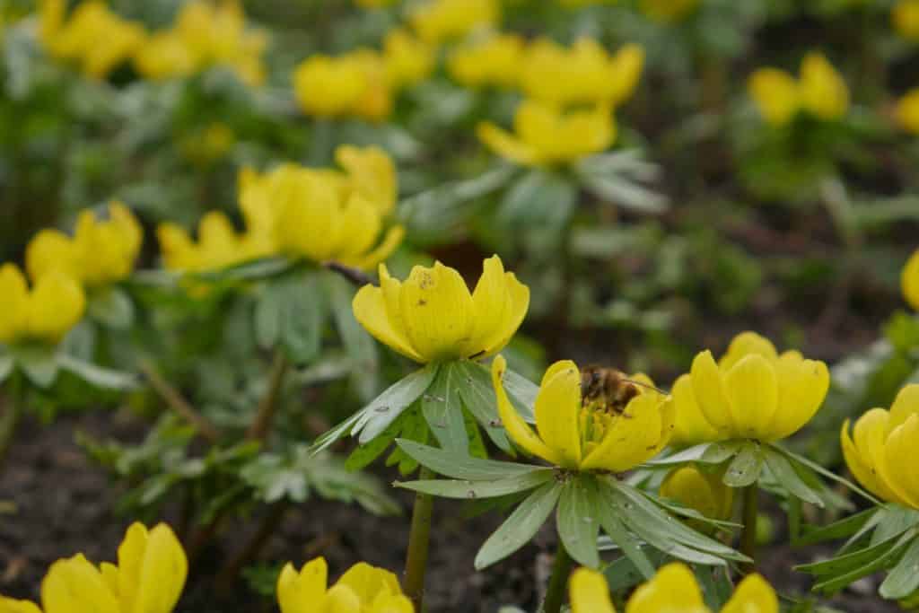 Frühlingsblumen Winterblumen Bienenweide Frühblüher