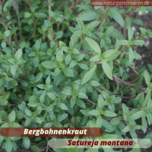 Bergbohnenkraut (satureja montana) als Bienenweide für das Mini-Hochbeet für Kräuter