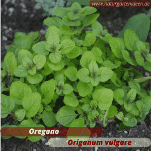 Oregano (Origanum vulgare) die Blüten sind eine tolle Bienenweide und wichtig für Wildbienen. Gut geeignet für ein Mini-Hochbeet für Kräuter auf dem Balkon