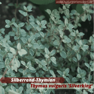 Silberrand-Thymian (Thymus vulgaris) Bienenweide auf dem Balkon