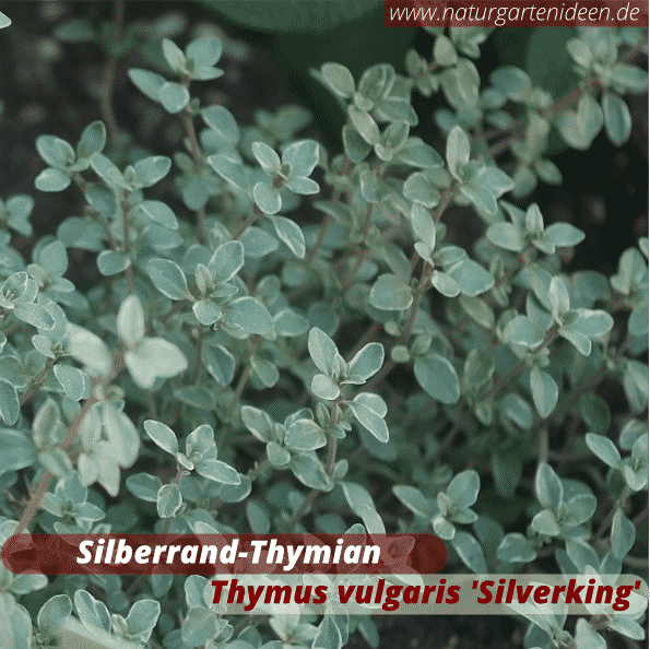 Silberrand-Thymian (Thymus vulgaris) Bienenweide auf dem Balkon