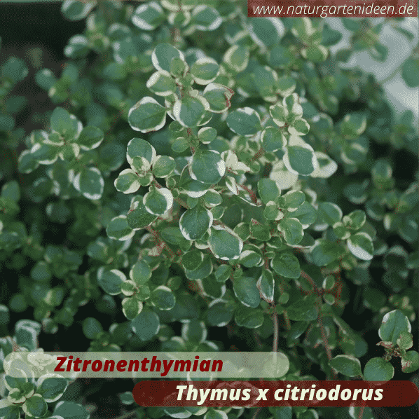 Zitronenthymian Thymus x citriodorus im Minihochbeet für die Terrasse