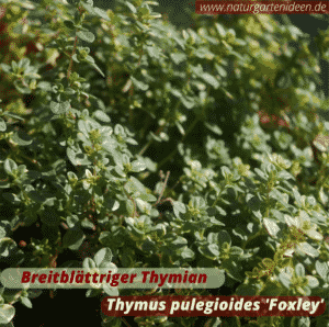 Breitblättriger Thymian (Thymus pulegioides 'Foxley' unterstützt Wildbienen auf dem Balkon