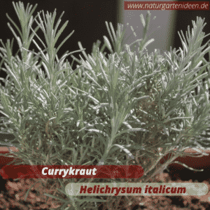 Currykraut (Helichrysum italicum) als Bienenweide auf dem Balkon oder im Garten