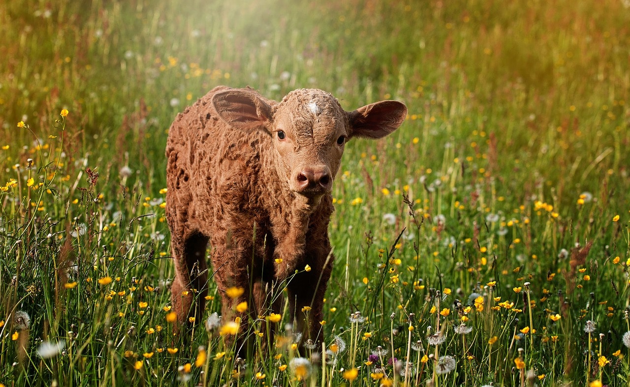 Soja als Tierfutter Soja in der Landwirtschaft