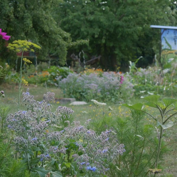 naturgarten gartenblog brandenburg