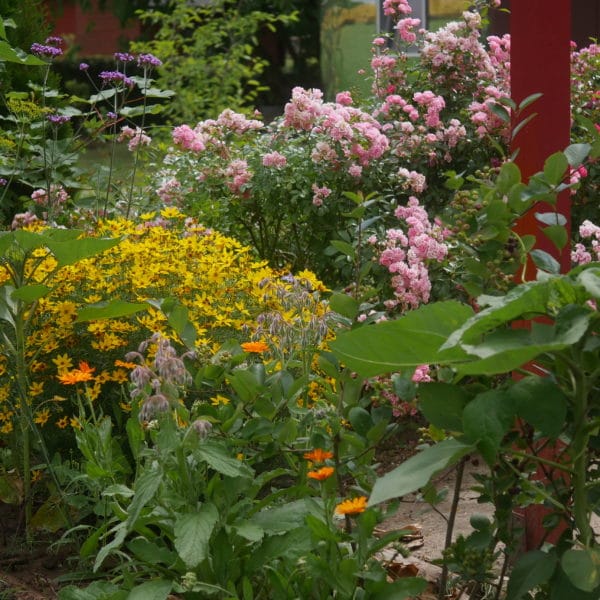 naturgarten Gartenblog Brandneburg