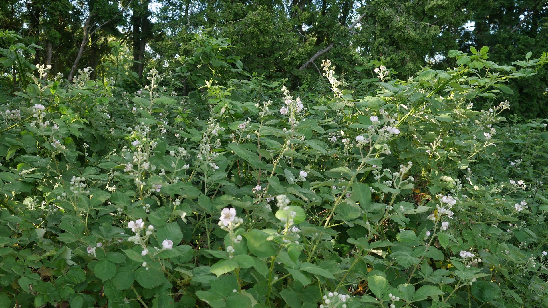 Brombeerpflanzen Brombeere entfernen invasive Brombeeren Brombeer Wurzeln Brombeeren im Garten Brombeer Fähigkeiten Brombeer Faszination Brombeer Eigenschaften Brombeeren verwildert