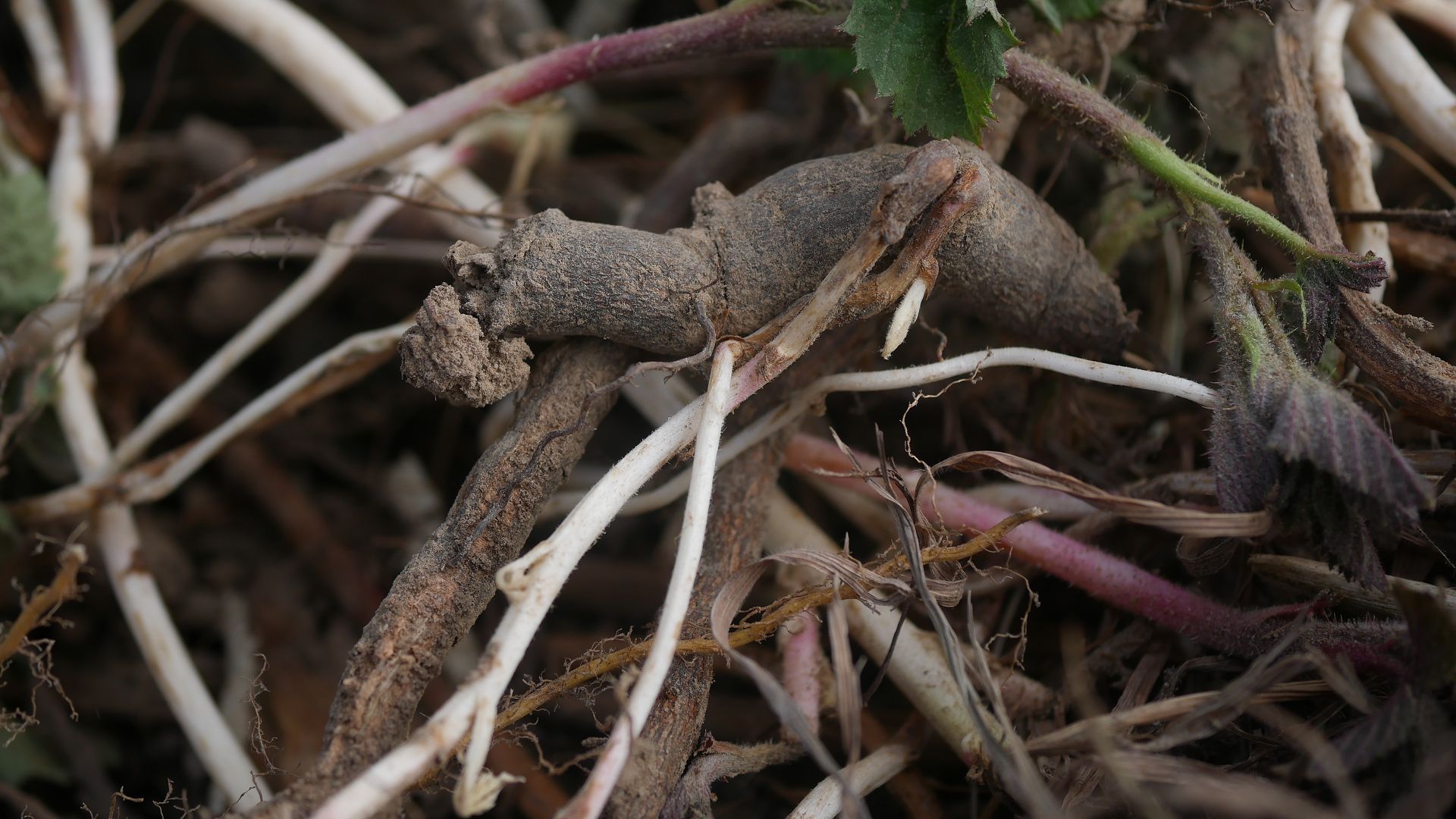 Brombeere entfernen invasive Brombeeren Brombeer Wurzeln Brombeeren im Garten Brombeer Fähigkeiten Brombeer Faszination Brombeer Eigenschaften Brombeeren verwildert