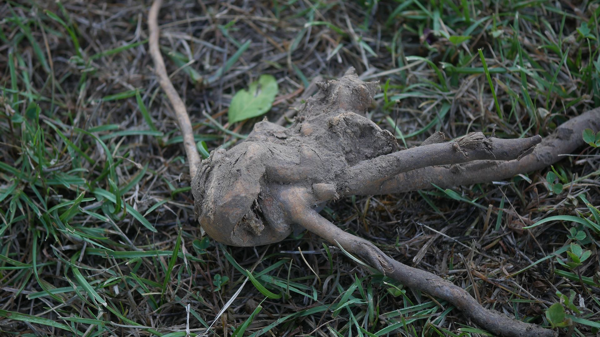 Brombeere entfernen invasive Brombeeren Brombeer Wurzeln Brombeeren im Garten Brombeer Fähigkeiten Brombeer Faszination Brombeer Eigenschaften Brombeeren verwildert