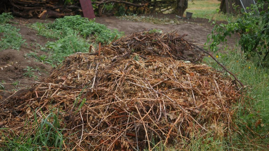 Brombeerpflanzen Brombeere entfernen invasive Brombeeren Brombeer Wurzeln Brombeeren im Garten Brombeer Fähigkeiten Brombeer Faszination Brombeer Eigenschaften Brombeeren verwildert