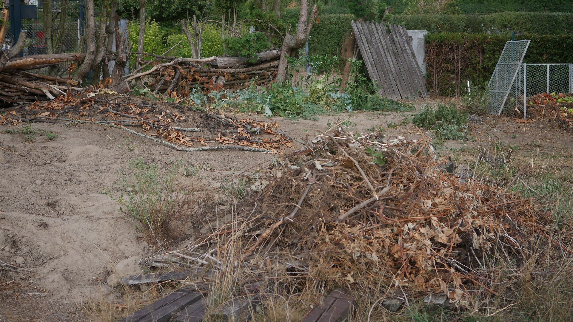 Brombeerpflanzen Brombeere entfernen invasive Brombeeren Brombeer Wurzeln Brombeeren im Garten Brombeer Fähigkeiten Brombeer Faszination Brombeer Eigenschaften Brombeeren verwildert