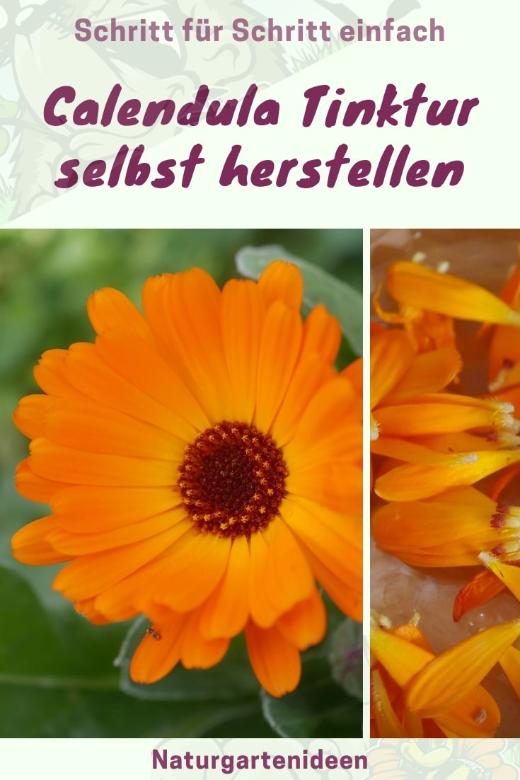 Ringelblumentinktur Calendula tinktur Ringelblumenblüte Ringelblumen Garten Ringelblumen bei Hautentzündungen Ringelblumen pflanzen Ringelblumen zur aüßerlichen Anwendung Ringelblumen tinktur Calendulatinktur Ringelblumenblätter Ringelblumen im Garten