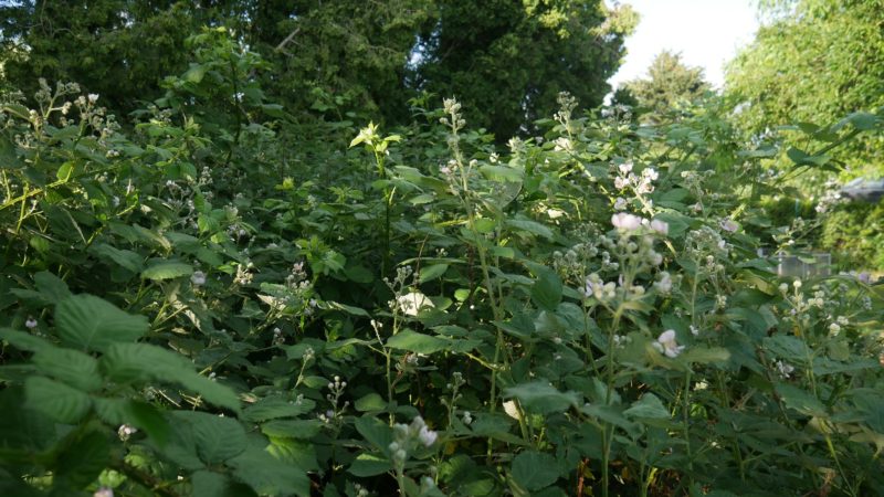 Brombeere entfernen invasive Brombeeren Brombeer Wurzeln Brombeeren im Garten Brombeer Fähigkeiten Brombeer Faszination