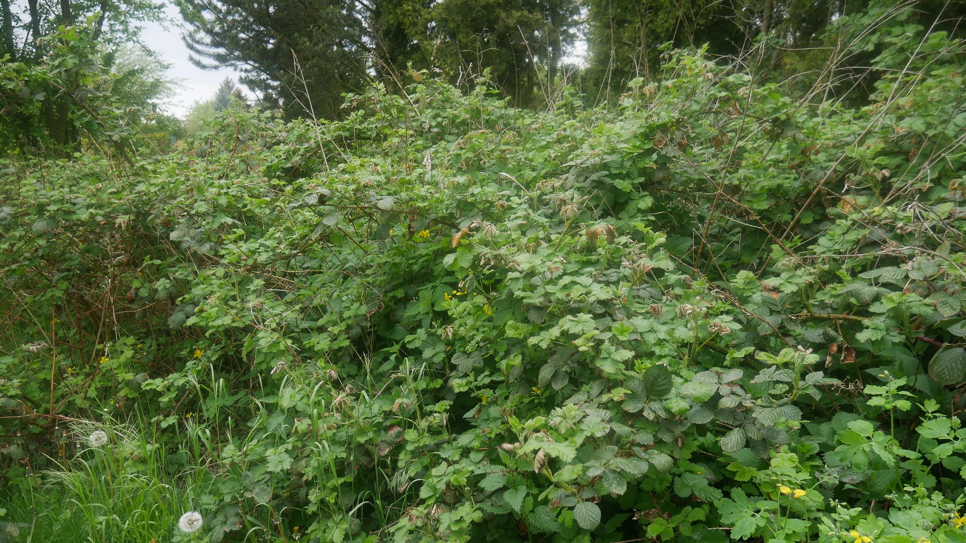 Brombeere entfernen invasive Brombeeren Brombeer Wurzeln Brombeeren im Garten Brombeer Fähigkeiten Brombeer Faszination Brombeer Eigenschaften Brombeeren verwildert