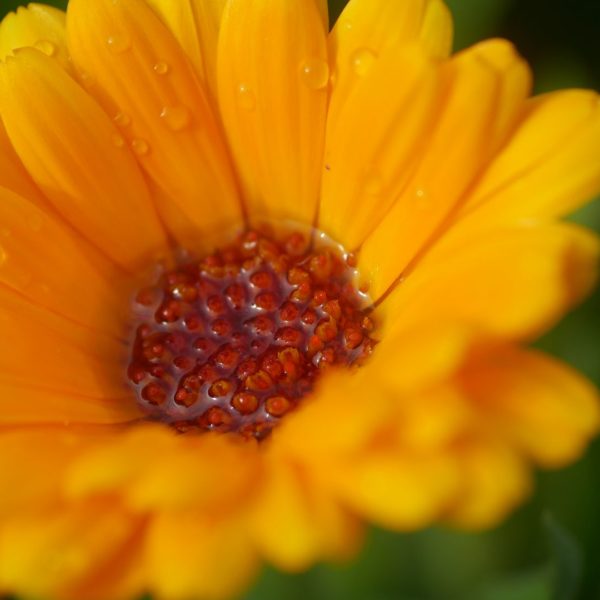 Ringelblumentinktur Calendula tinktur Ringelblumenblüte Ringelblumen Garten Ringelblumen bei Hautentzündungen Ringelblumen pflanzen Ringelblumen zur aüßerlichen Anwendung Ringelblumen tinktur Calendulatinktur Ringelblumenblätter Ringelblumen im Garten