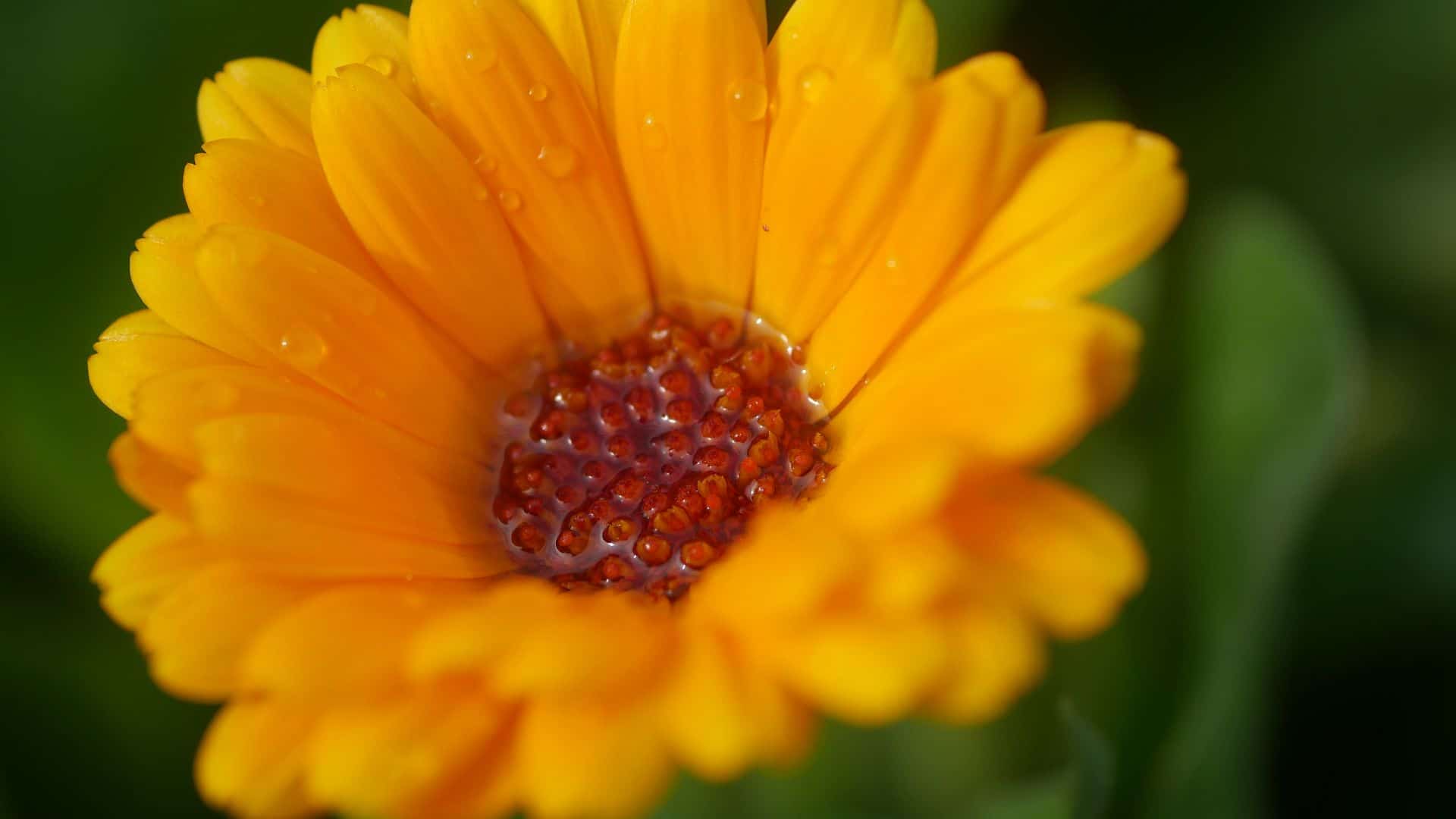 Ringelblumentinktur Calendula tinktur Ringelblumenblüte Ringelblumen Garten Ringelblumen bei Hautentzündungen Ringelblumen pflanzen Ringelblumen zur aüßerlichen Anwendung Ringelblumen tinktur Calendulatinktur Ringelblumenblätter Ringelblumen im Garten