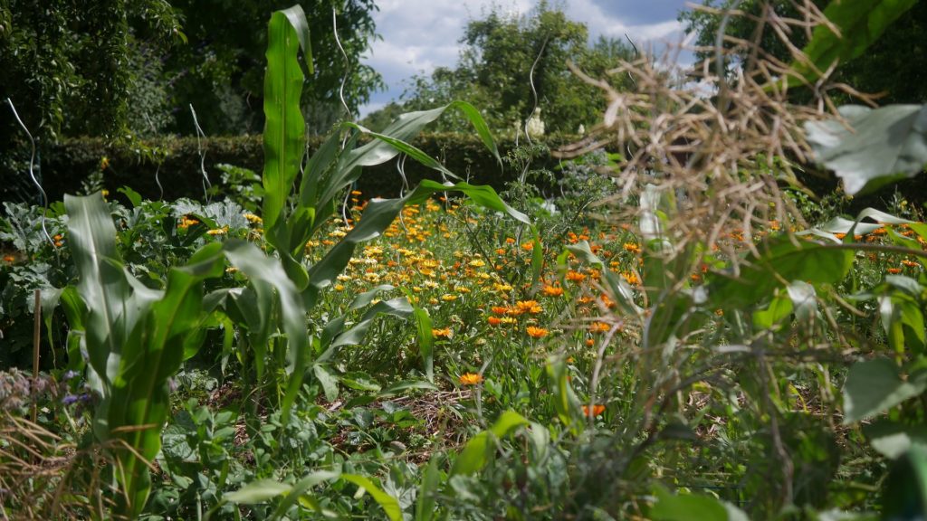 Ringelblumentinktur Calendua tinktur Ringelblumenblüte Ringelblumen Garten Ringelblumen bei Hautentzündungen Ringelblumen pflanzen Ringelblumen zur aüßerlichen Anwendung Ringelblumen tinktur Calenduatinktur Ringelblumenblätter Ringelblumen im Garten