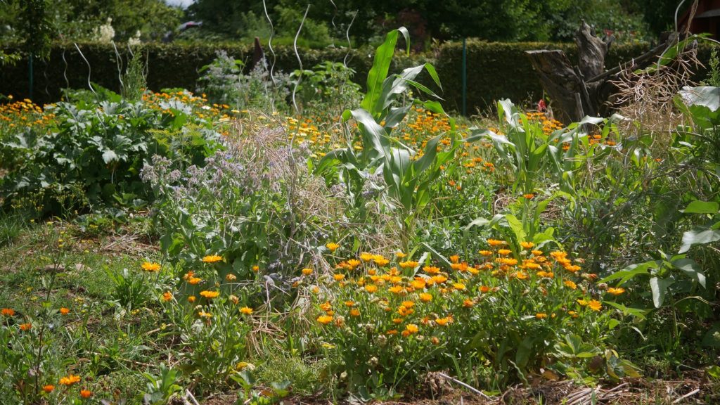 Ringelblumentinktur Calendula tinktur Ringelblumenblüte Ringelblumen Garten Ringelblumen bei Hautentzündungen Ringelblumen pflanzen Ringelblumen zur aüßerlichen Anwendung Ringelblumen tinktur Calendulatinktur Ringelblumenblätter Ringelblumen im Garten