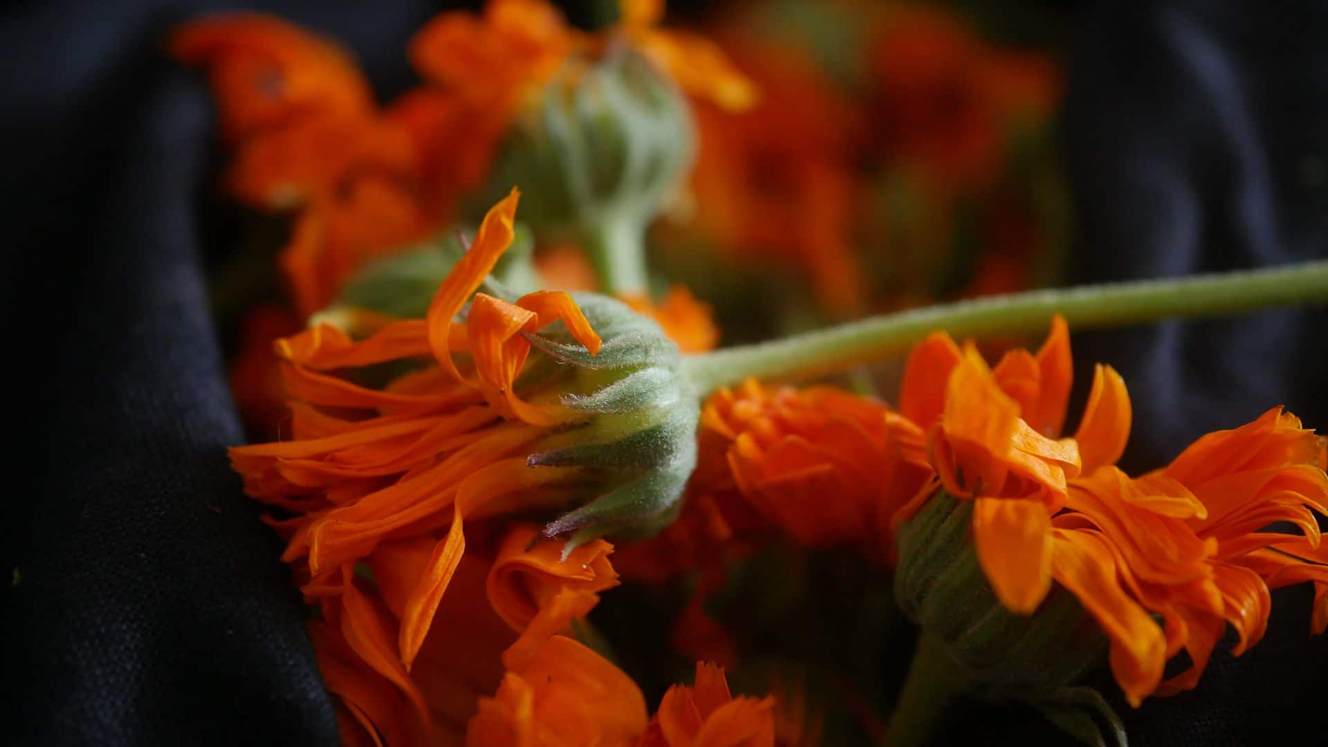 Ringelblumentinktur Calendula tinktur Ringelblumenblüte Ringelblumen Garten Ringelblumen bei Hautentzündungen Ringelblumen pflanzen Ringelblumen zur aüßerlichen Anwendung Ringelblumen tinktur Calendulatinktur Ringelblumenblätter Ringelblumen im Garten