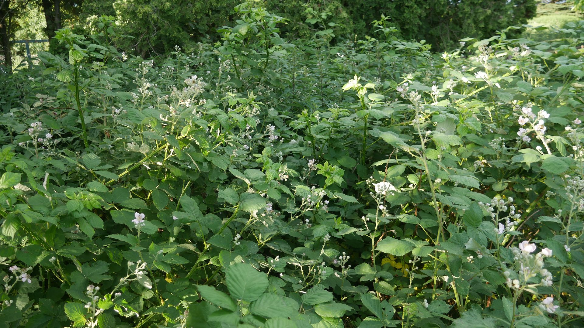 armenische Brombeere Brombeerpflanzen Brombeere entfernen invasive Brombeeren Brombeer Wurzeln Brombeeren im Garten Brombeer Fähigkeiten Brombeer Faszination Brombeer Eigenschaften Brombeeren verwildert