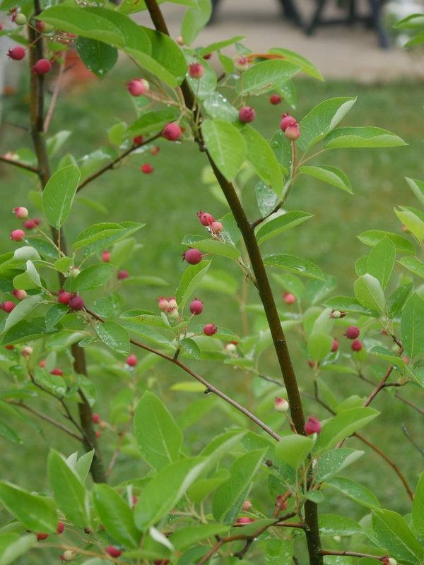 Gartenjahr 2018 Gartensaison 2018 Garteneinblick Gartenrundgang Gartenerlebnisse Gartenmomente Felsenbirnen Wildobst