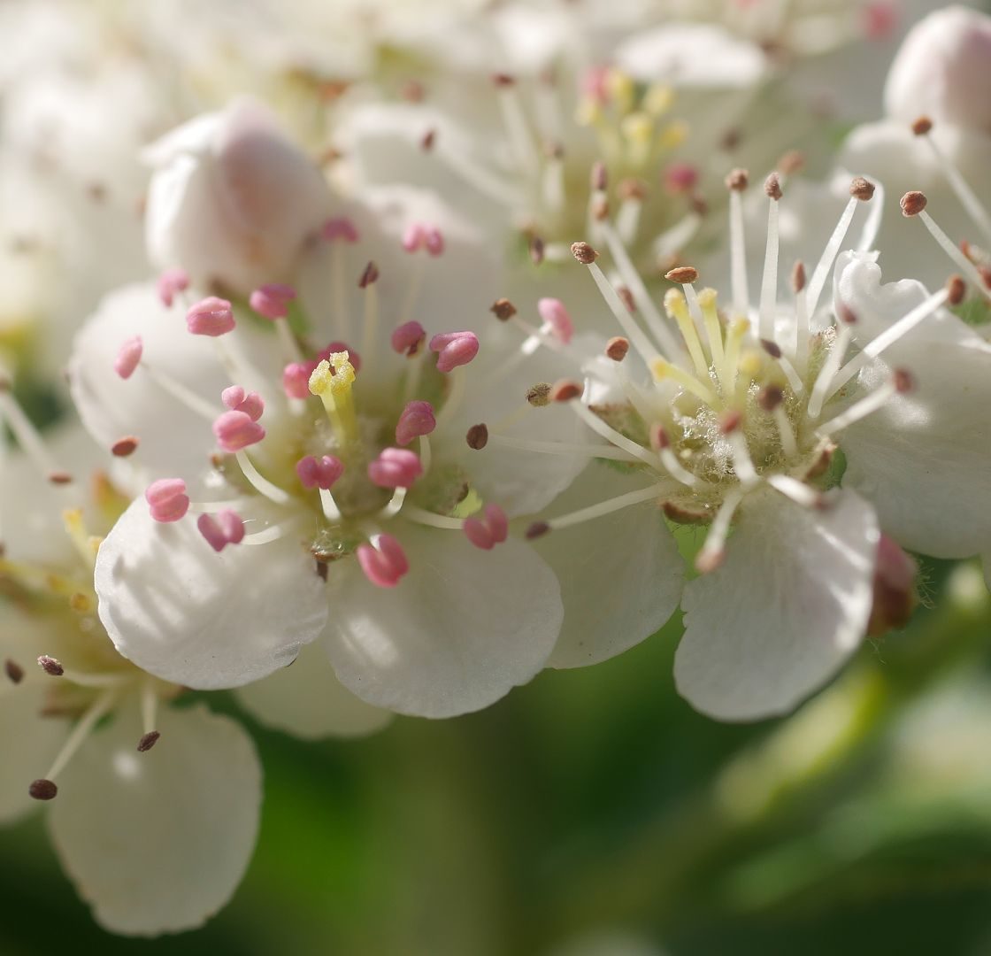 Gartenjahr 2018 Gartensaison 2018 Garteneinblick Gartenrundgang Gartenerlebnisse Gartenmomente Gemüse Korb Aronia Blüte