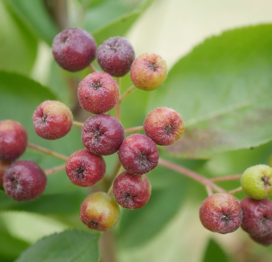 Gartenjahr 2018 Gartensaison 2018 Garteneinblick Gartenrundgang Gartenerlebnisse Gartenmomente Gemüse Korb Aroniabeeren