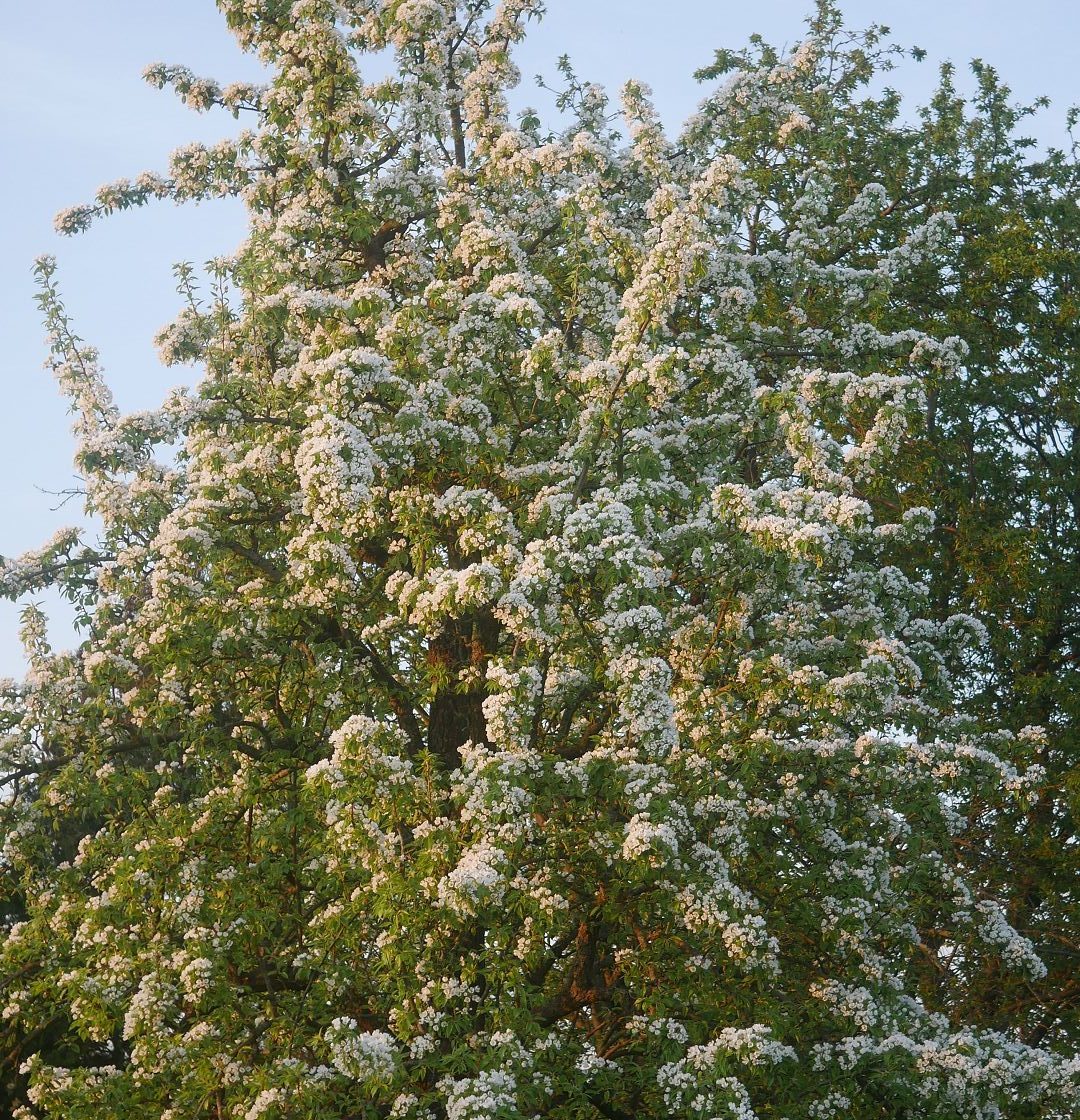 Gartenjahr 2018 Gartensaison 2018 Garteneinblick Gartenrundgang Gartenerlebnisse Gartenmomente Gemüse Korb Birnen Blüte