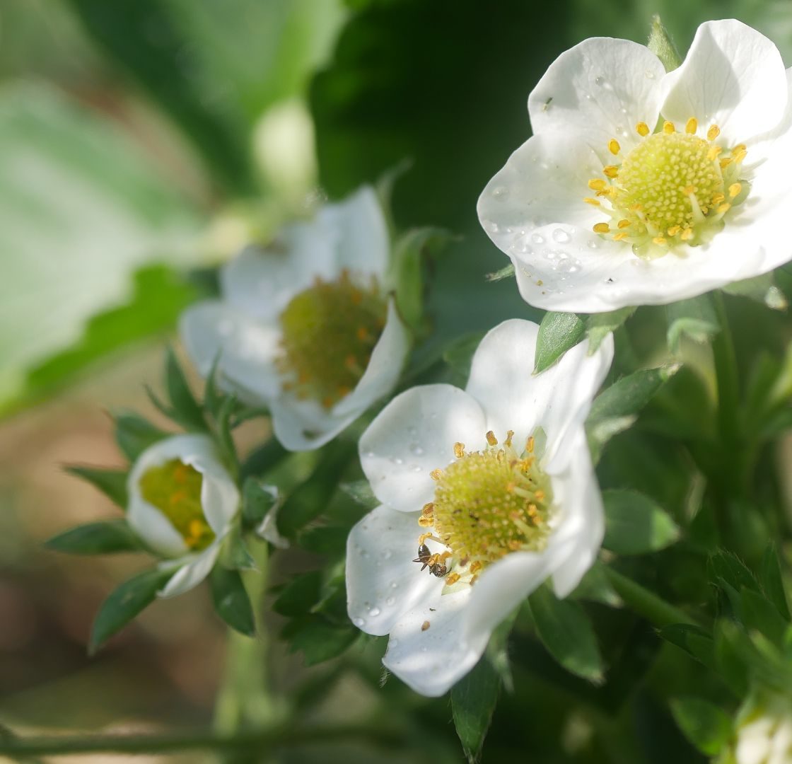 Gartenjahr 2018 Gartensaison 2018 Garteneinblick Gartenrundgang Gartenerlebnisse Gartenmomente Gemüse Korb Erdbeeren 2018