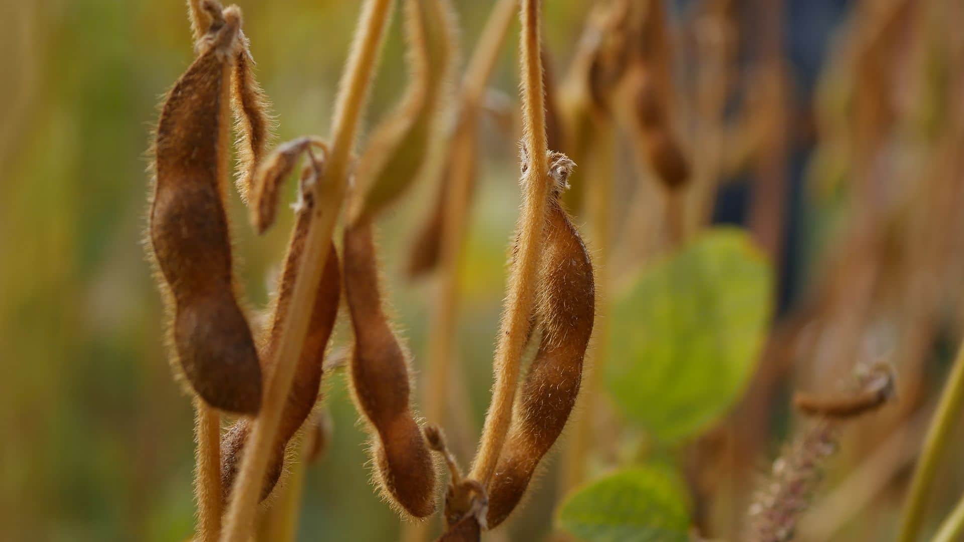 Gartenjahr 2018 Gartensaison 2018 Garteneinblick Gartenrundgang Gartenerlebnisse Gartenmomente Gemüse Korb Soja Bohnen Ernte