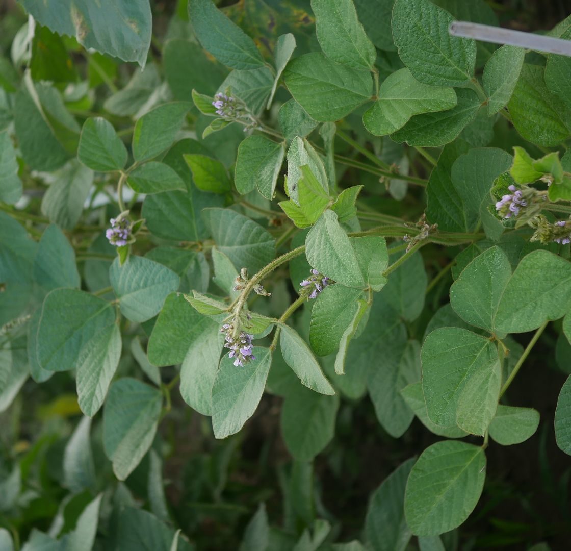 Gartenjahr 2018 Gartensaison 2018 Garteneinblick Gartenrundgang Gartenerlebnisse Gartenmomente Gemüse Korb Sojapflanze Reihe