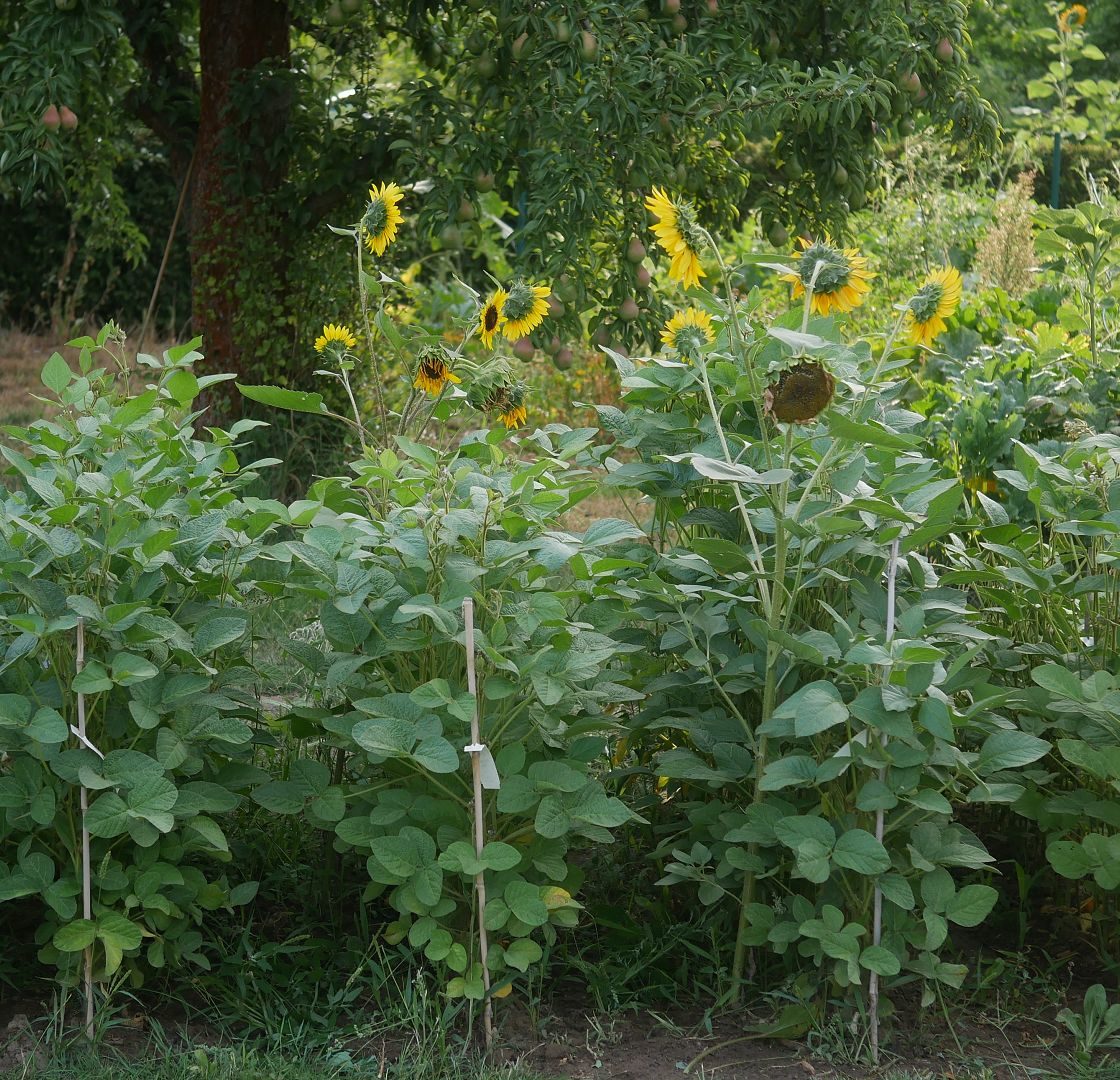 Gartenjahr 2018 Gartensaison 2018 Garteneinblick Gartenrundgang Gartenerlebnisse Gartenmomente Gemüse Korb Sojapflanzen Anbau Brandenburg