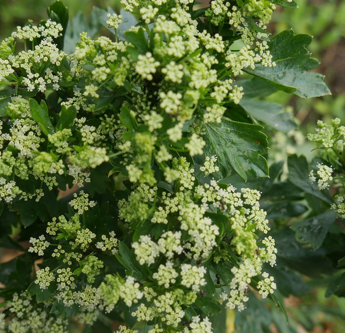 samenfestes Saatgut samenfeste sorten samenfestes Gemüse samen für den Garten Saatgut